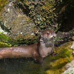 Fischotter 09.06.2014