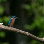 Eisvogel 09.07.16