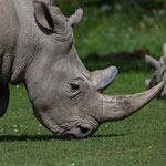 Breitmaulnashorn 21.05.16