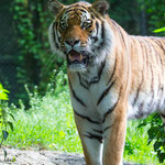 Amurtiger 04.06.2016