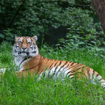 Amurtiger 04.06.2016