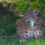 Luchs 25.05.2014