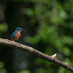 Eisvogel 09.07.16