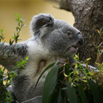Koala 2015