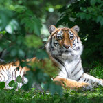 Amurtiger 04.06.2016