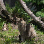 Wildkatze 10.05.15