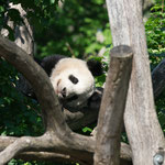 Grosser Panda 2015