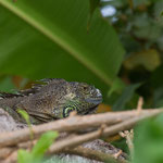 Nashornleguan 14.09.14