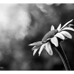 2014 - Echinacée pourpre