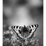 2019 - Petite tortue