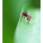 2014 - Sicus ferrugineus