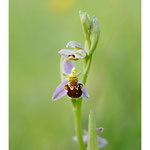 2018 - Ophrys abeille