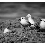 2007 - Mouette