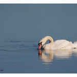 2013 - Cygne tuberculé