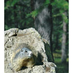 2008 - Marmotte 