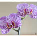 2014 - Phalaenopsis