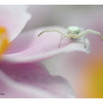 2017 - Misumena vatia