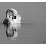 2013 - Cygne tuberculé