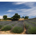 2010 - Champs de Lavande - Alpes de Haute Provence