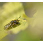 2017 - Halictus sp.