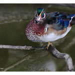 2010 - Canard carolin