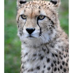 2010 - Guépard