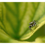 2018 - Heliophanus sp.