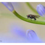 2012 - Mouche des semis