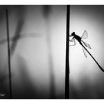 2014 - Leste sauvage