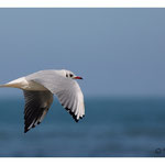 2010 - Mouette rieuse