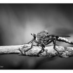 2012 - Asile frelon