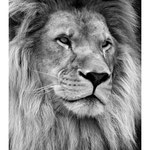 2010 - Le roi de la savane