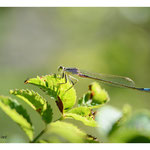 2020 - Agrion élégant
