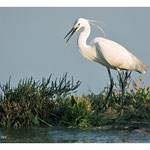 2008 - Aigrette garzette