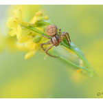 2018 - Xysticus sp.