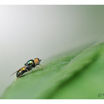 2016 - Microchrysa polita