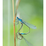2014 - Agrion élégant