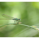 2015 - Agrion élégant