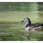 2016 - Canard mandarin