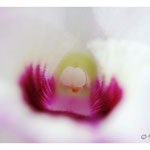 2006 - Coeur Dendrobium