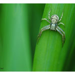 2016 - Xysticus sp.