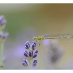 2018 - Agrion de Vander Linder