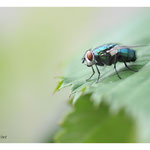 2017 - Mouche verte