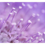 2013 - Jardin miniature-Scabieuse