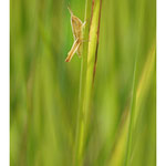 2011 - Chorthippus sp.
