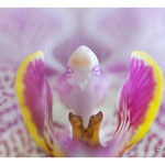 2014 - Oiseau végétal-Phalaenopsis