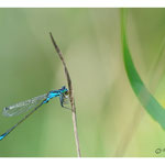 2014 - Agrion élégant