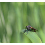 2018 - Empis marqueté