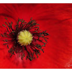 2012 - En rouge et noir-Pavot