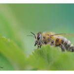 2017 - Abeille domestique